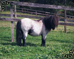 Brilynbrook Country Accommodation - Accommodation Main Beach 2