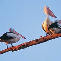 Matahari Houseboats - Accommodation Main Beach 1