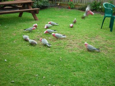 Apollo Bay Backpackers - Accommodation Main Beach 4