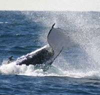 Whale Watching Sydney - Accommodation Main Beach
