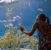 The Aquarium of Western Australia - Accommodation Main Beach