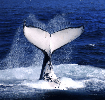 Brisbane Whale Watching - Accommodation Main Beach