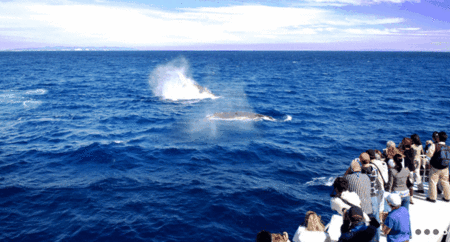 Brisbane Whale Watching - Accommodation Main Beach 1