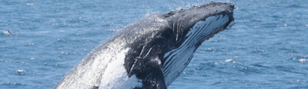 Brisbane Whale Watching - Accommodation Main Beach 2
