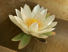 St Georges Natural Health Therapies - Accommodation Main Beach 3