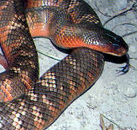 Armadale Reptile  Wildlife Centre - Accommodation Main Beach