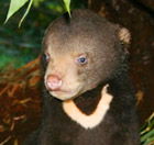 Perth Zoo - Accommodation Main Beach 0