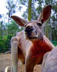 Birdland Animal Park - Accommodation Main Beach 3