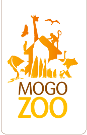 Mogo Zoo - Accommodation Main Beach