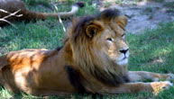Mogo Zoo - Accommodation Main Beach 1