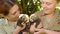 Mogo Zoo - Accommodation Main Beach 3