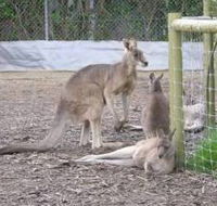 Jirrahlinga Koala  Wildlife Sanctuary - Accommodation Main Beach