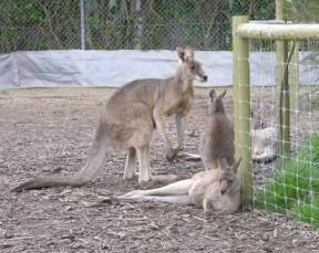 Jirrahlinga Koala & Wildlife Sanctuary - Accommodation Main Beach 0