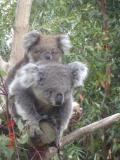 Jirrahlinga Koala & Wildlife Sanctuary - Accommodation Main Beach 1