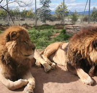 Mansfield Zoo - Accommodation Main Beach