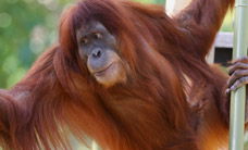 Melbourne Zoo - Accommodation Main Beach 1
