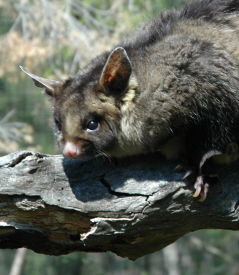 Moonlit Sanctuary Wildlife Conservation Park - Accommodation Main Beach 0