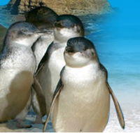 Phillip Island Penguin Parade - Accommodation Main Beach