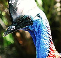 Alma Park Zoo - Accommodation Main Beach