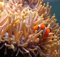 Reef HQ Great Barrier Reef Aquarium - Accommodation Main Beach