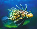 Underwater World - Accommodation Main Beach 0