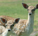 Marapana Wildlife Park - Accommodation Main Beach