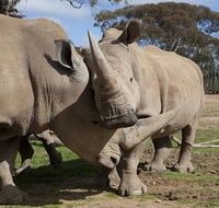 Monarto Zoo - Accommodation Main Beach