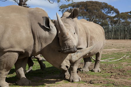 Monarto Zoo - Accommodation Main Beach 0