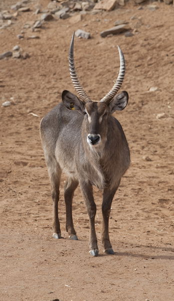 Monarto Zoo - Accommodation Main Beach 1