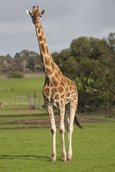 Monarto Zoo - Accommodation Main Beach 3