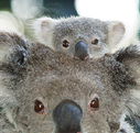 Billabong Koala and Wildlife Park - Accommodation Main Beach