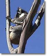 OZe Wildlife - Accommodation Main Beach 2