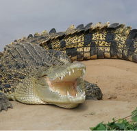 Dundee's Wildlife Park - Accommodation Main Beach