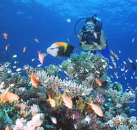 Drop Zone Dive Site - Accommodation Main Beach