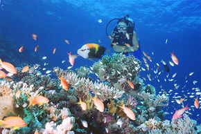 Drop Zone Dive Site - Accommodation Main Beach 0