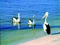Noosa Everglades Discovery - Accommodation Main Beach 2
