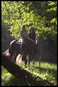Glenworth Valley Horseriding - Accommodation Main Beach 2