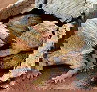 Alice Springs Reptile Centre - Accommodation Main Beach
