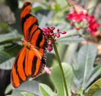 Butterfly Farm - Accommodation Main Beach