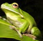 The Rainforest Habitat - Accommodation Main Beach