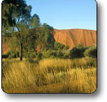 Uluru - Kata Tjuta National Park - Accommodation Main Beach