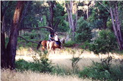 High Country Horses - Accommodation Main Beach 1