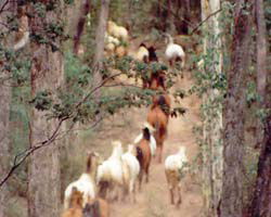 High Country Horses - Accommodation Main Beach 2