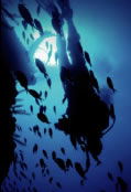 Scuba World - Accommodation Main Beach 0