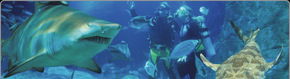 Scuba World - Accommodation Main Beach 1