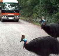Kookaburra Tours - Accommodation Main Beach