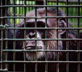 Rockhampton Zoo - Accommodation Main Beach 0