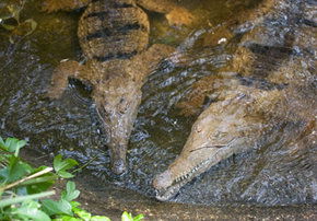 Rockhampton Zoo - Accommodation Main Beach 1