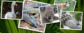 Rockhampton Zoo - Accommodation Main Beach 2