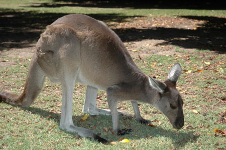 Bunbury Wildlife Park - Accommodation Main Beach 1